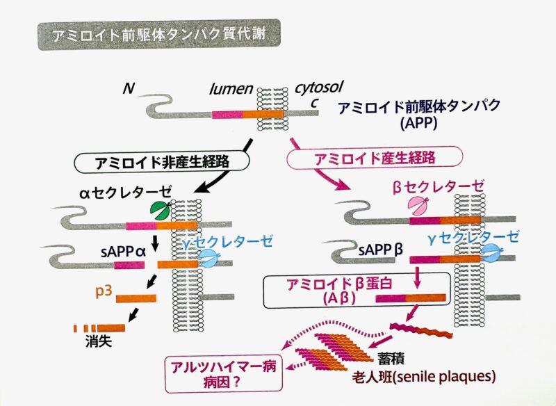 認知症予防サプリメント・認知症リスク因子のアイキャッチ画像