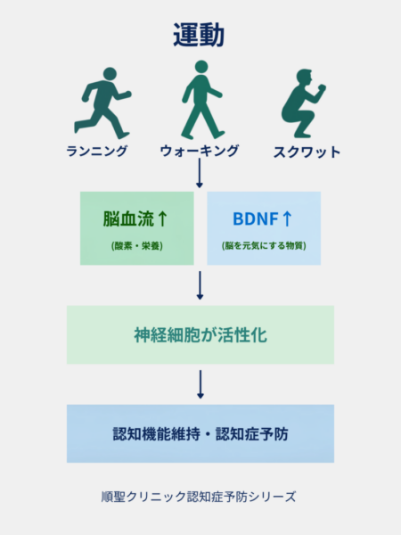 運動によって脳血流やBDNFが増加し、神経細胞の活性化を通じて認知機能維持につながる流れを示した図