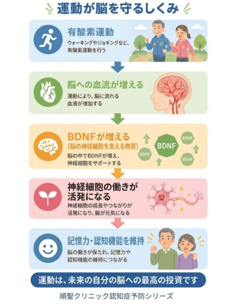 有酸素運動によって脳血流やBDNFが増え、神経細胞が活性化し、記憶力や認知機能の維持につながる仕組みを示した図
